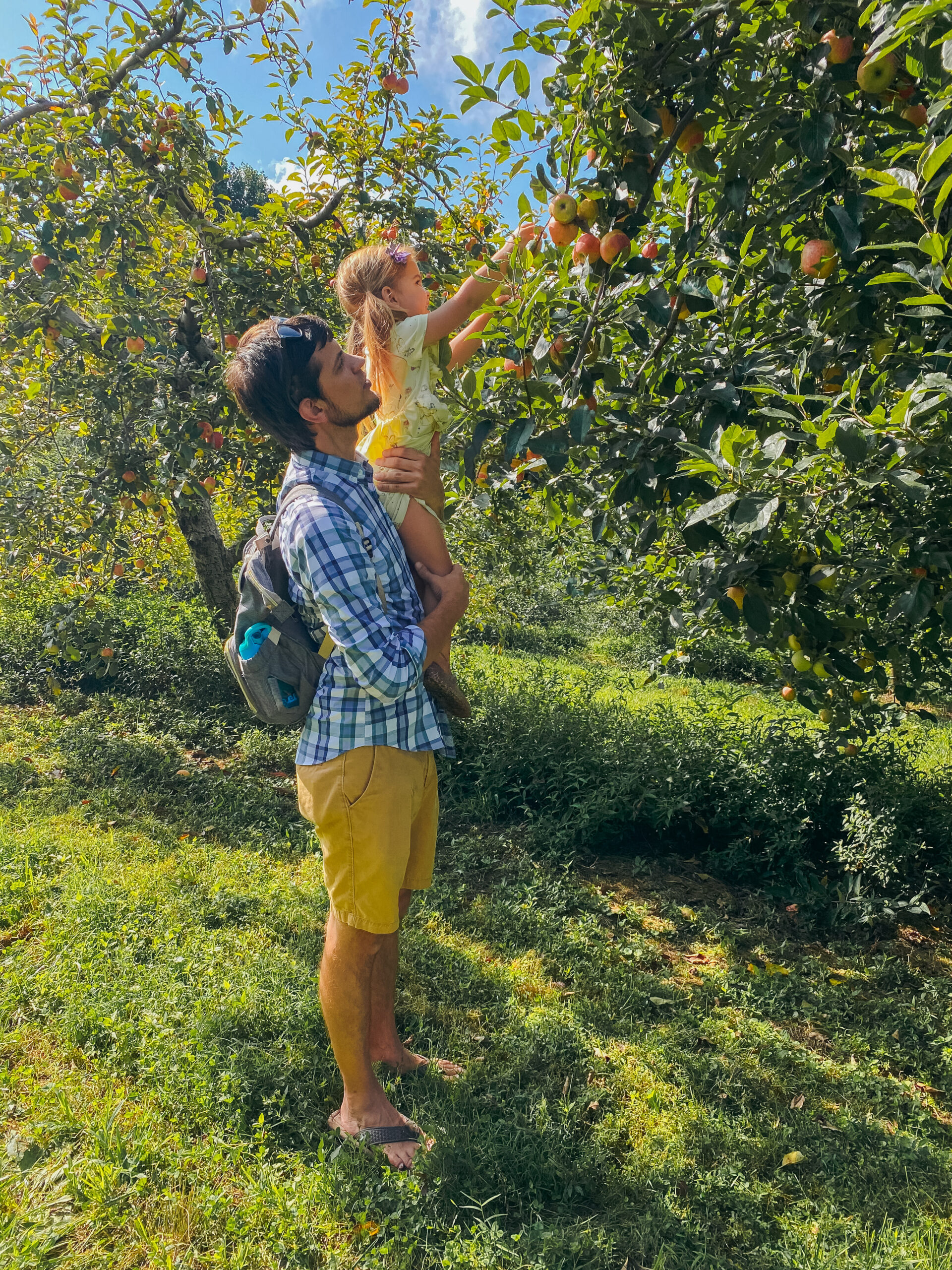 Apple Picking