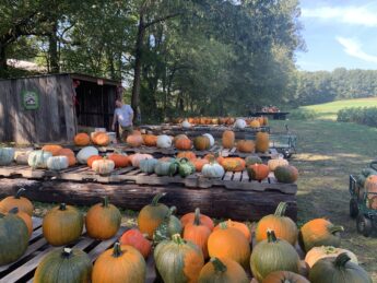 Annual Trip to a Pumpkin Patch