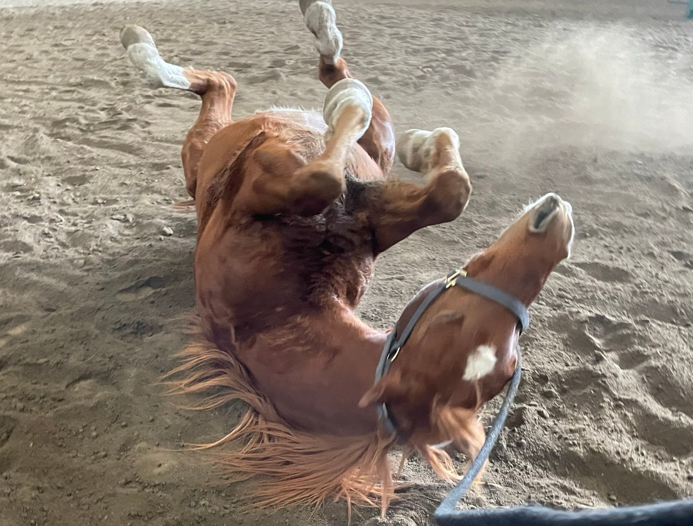 A SCARE WITH THE HORSE