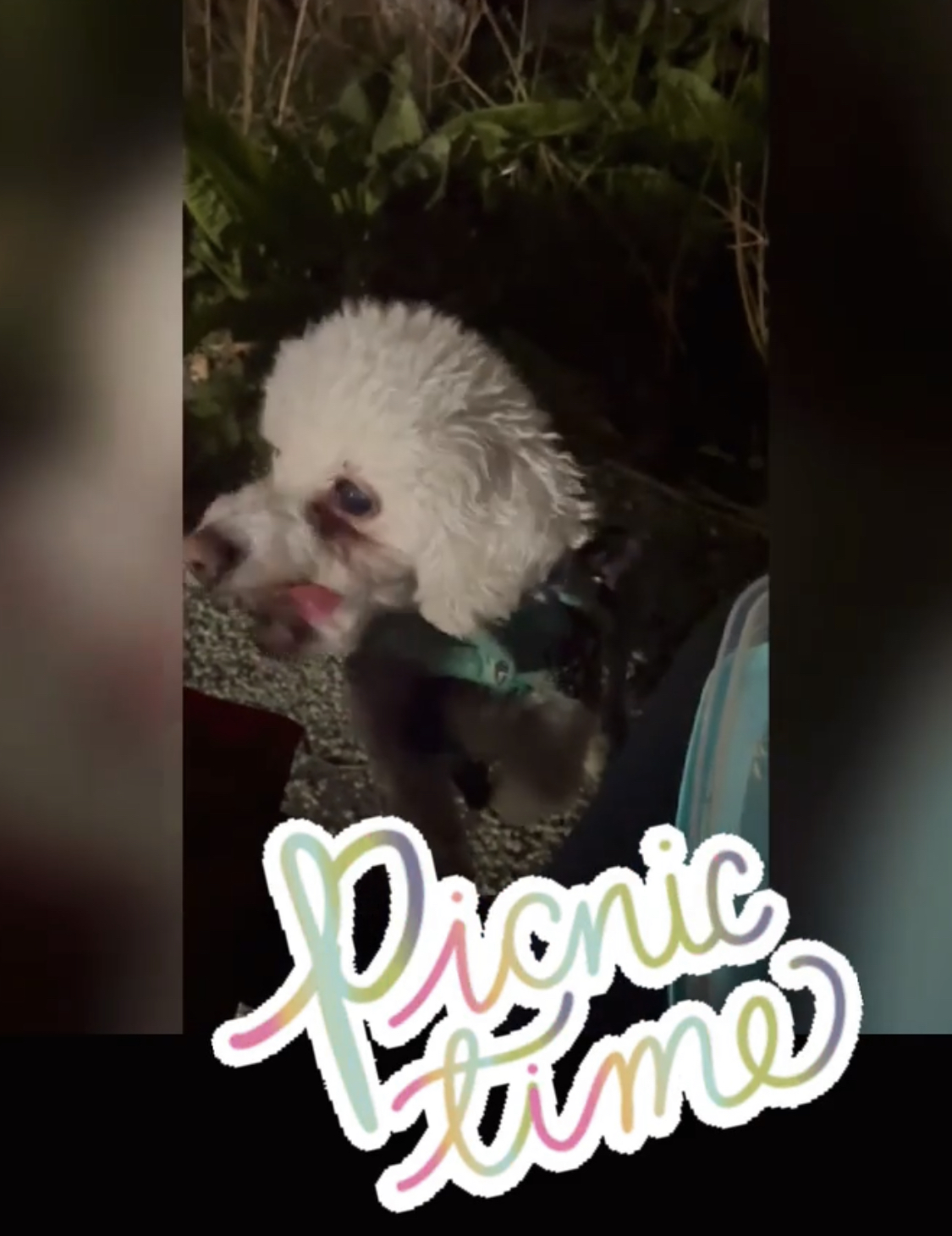 Picnic for dinner ? ?