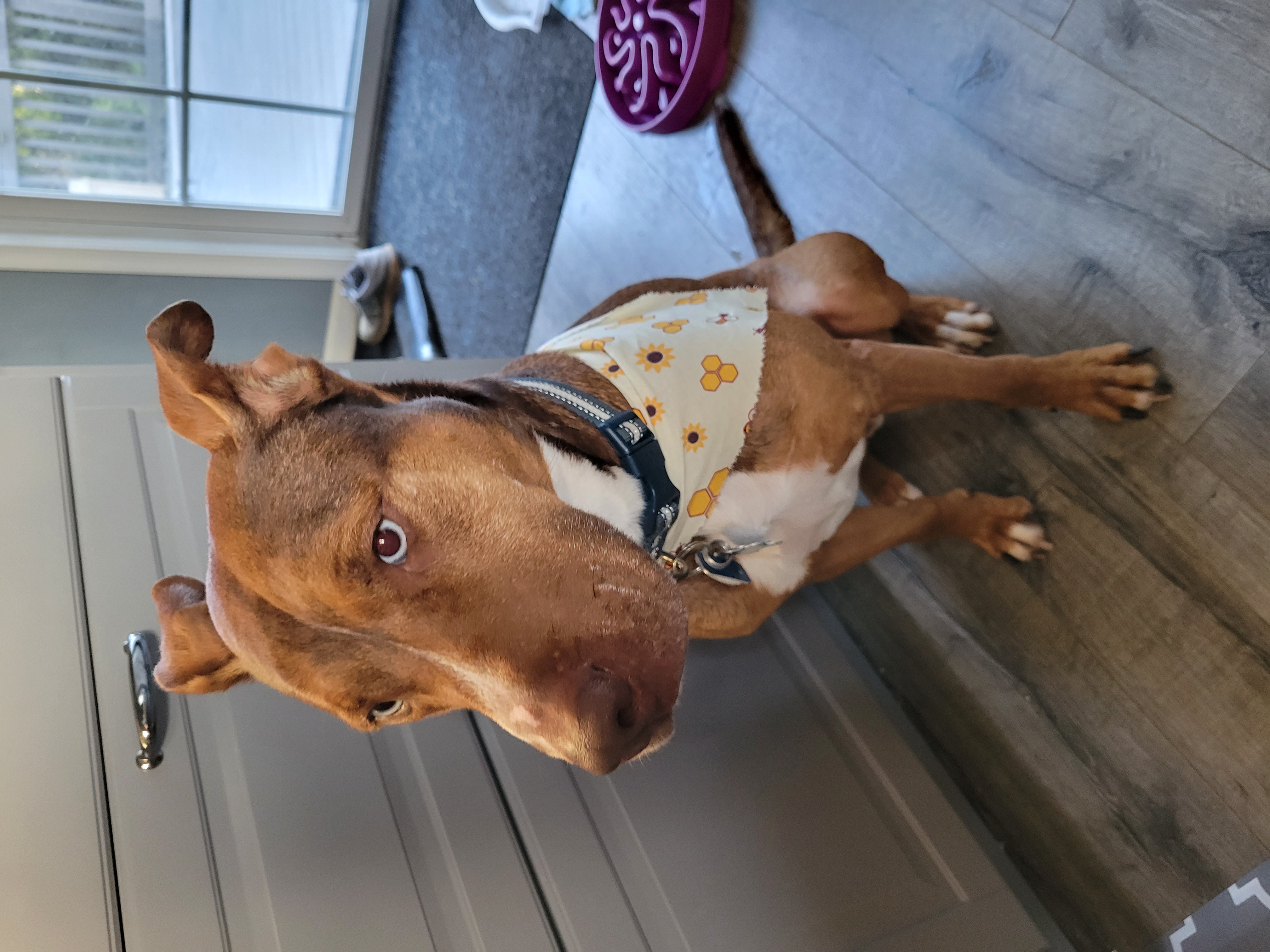 Fresh From His Grooming Appointment