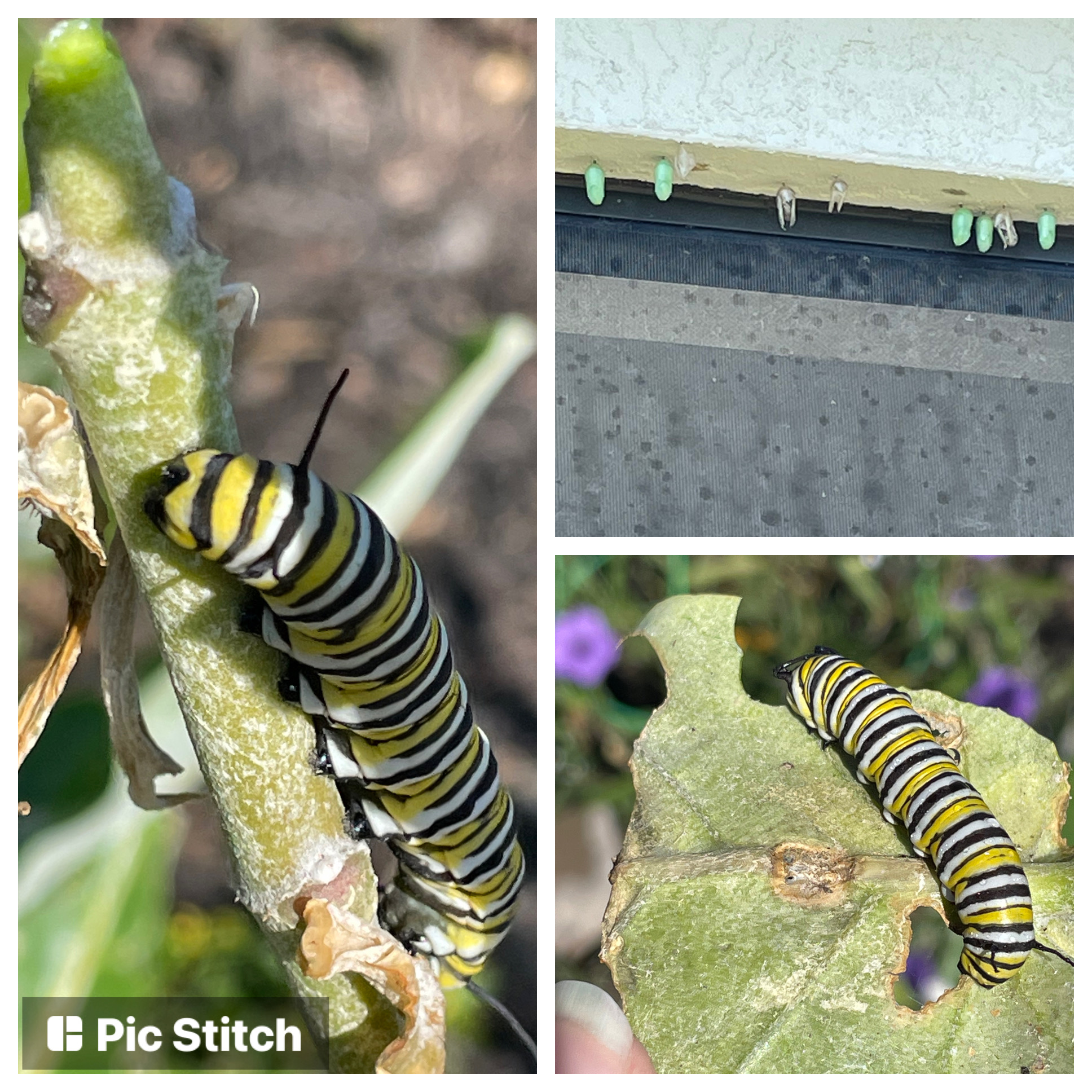 May Day – Monarch Waystation Day