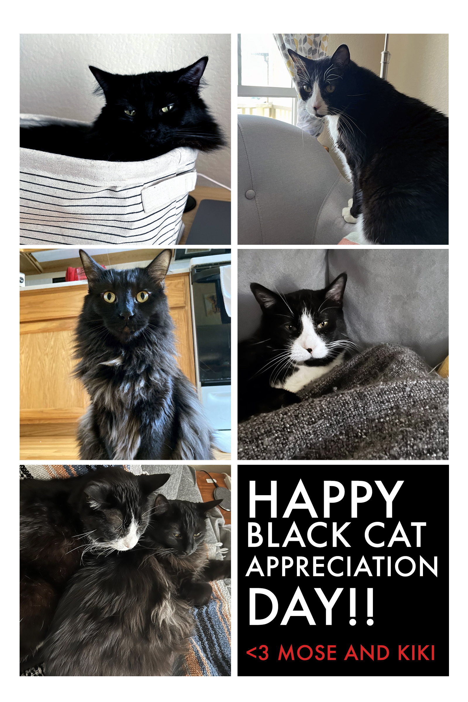 Black Cat Appreciation!