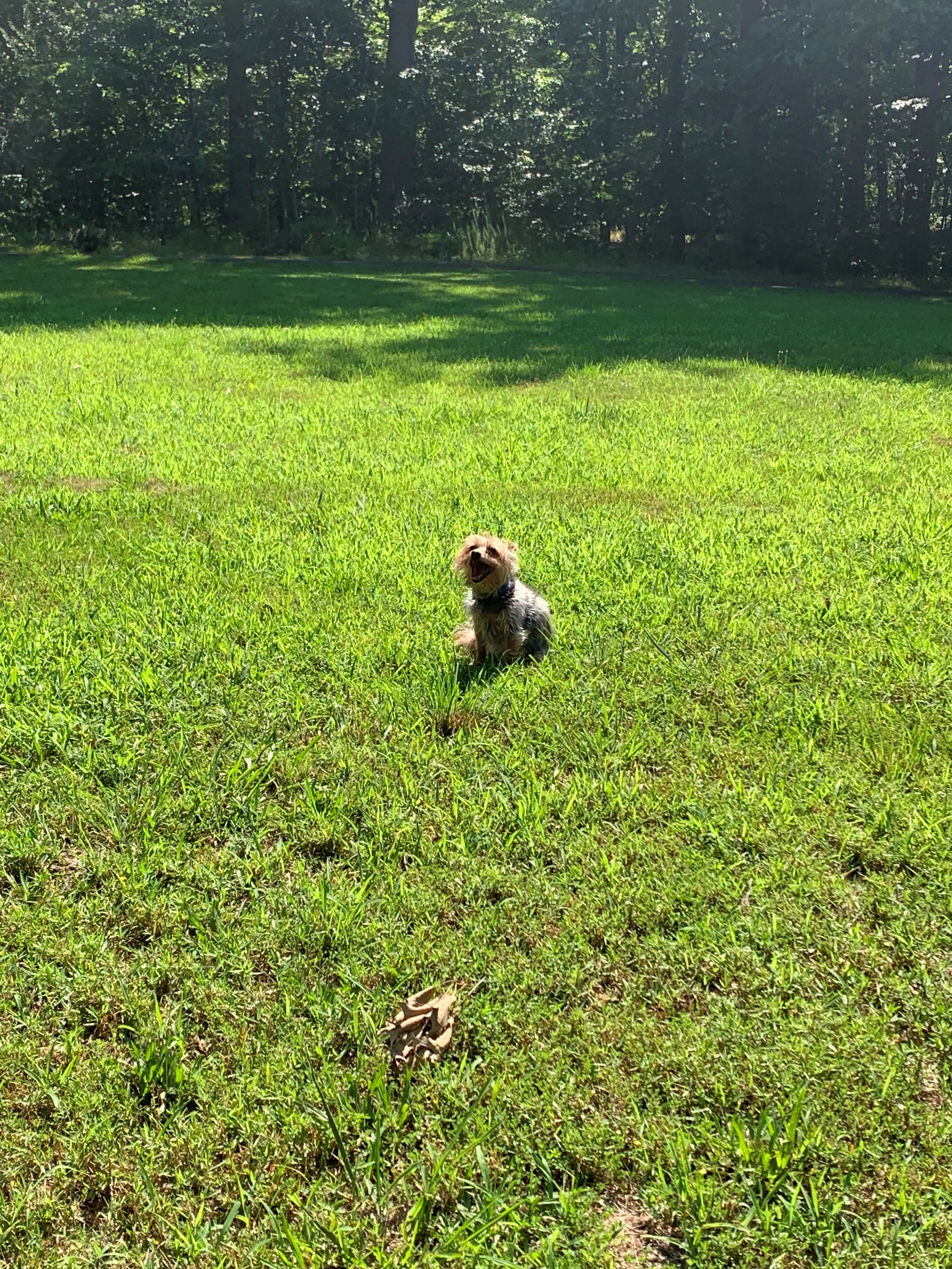Ty loves the front yard!