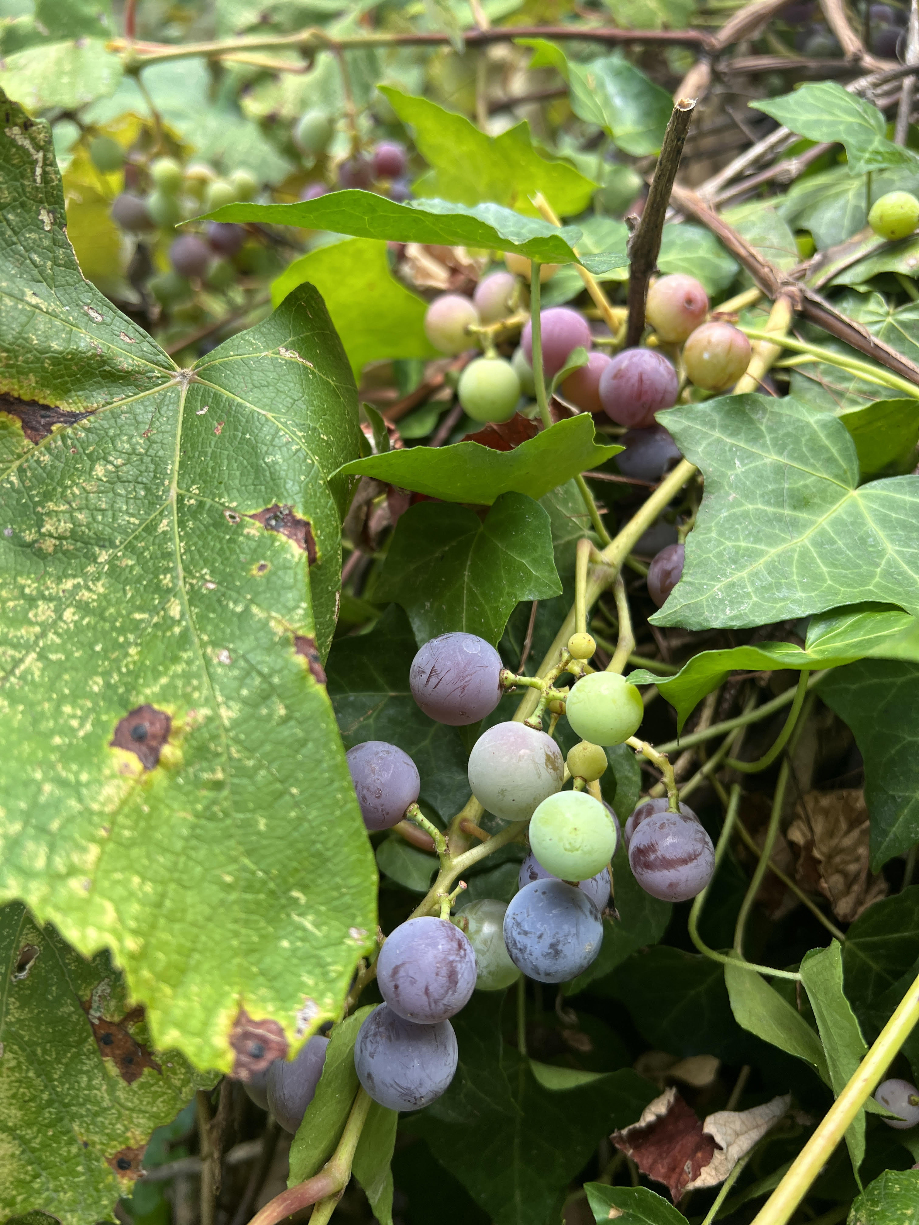 Picking Grapes at Grandparents’ House