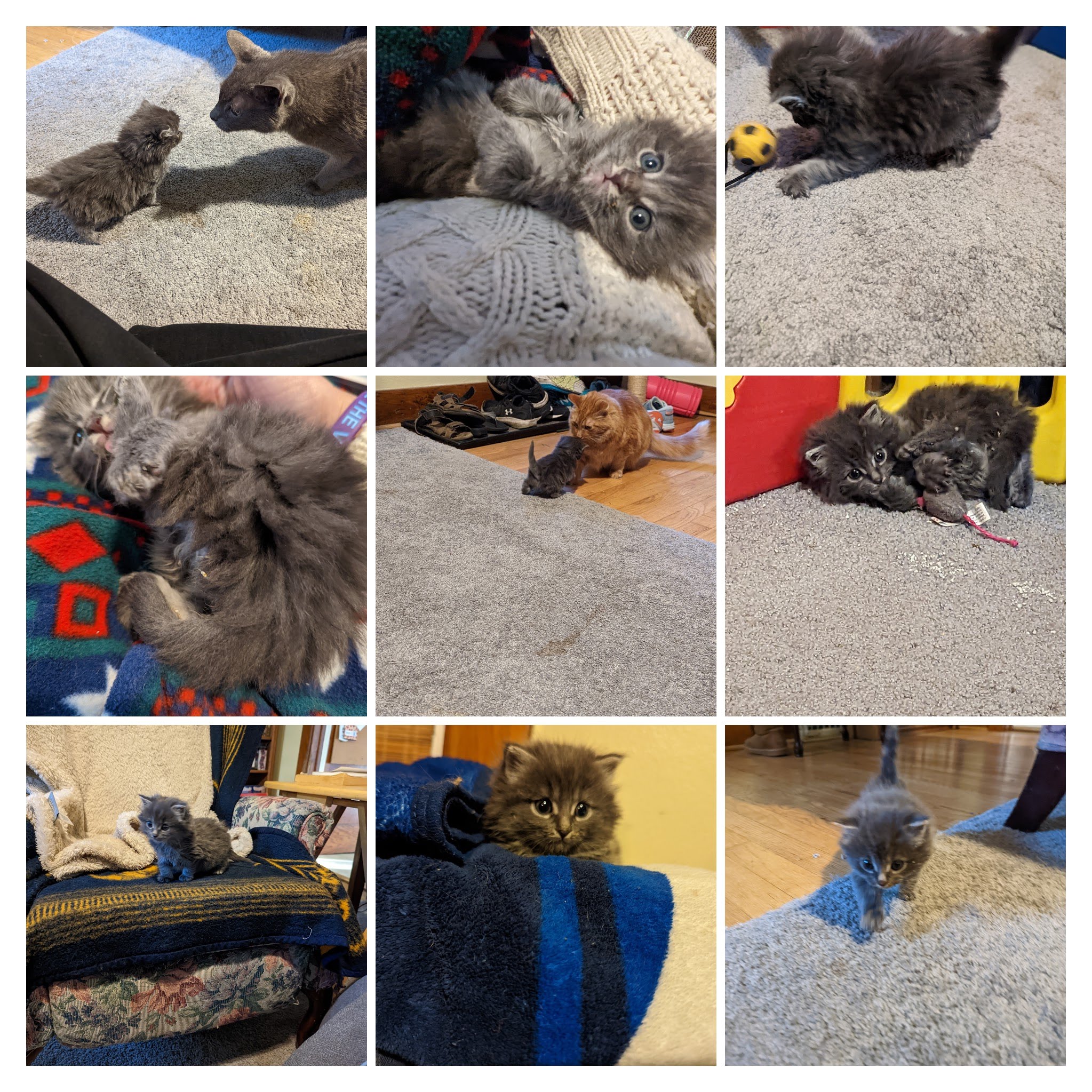 Fostering a rescue kitten