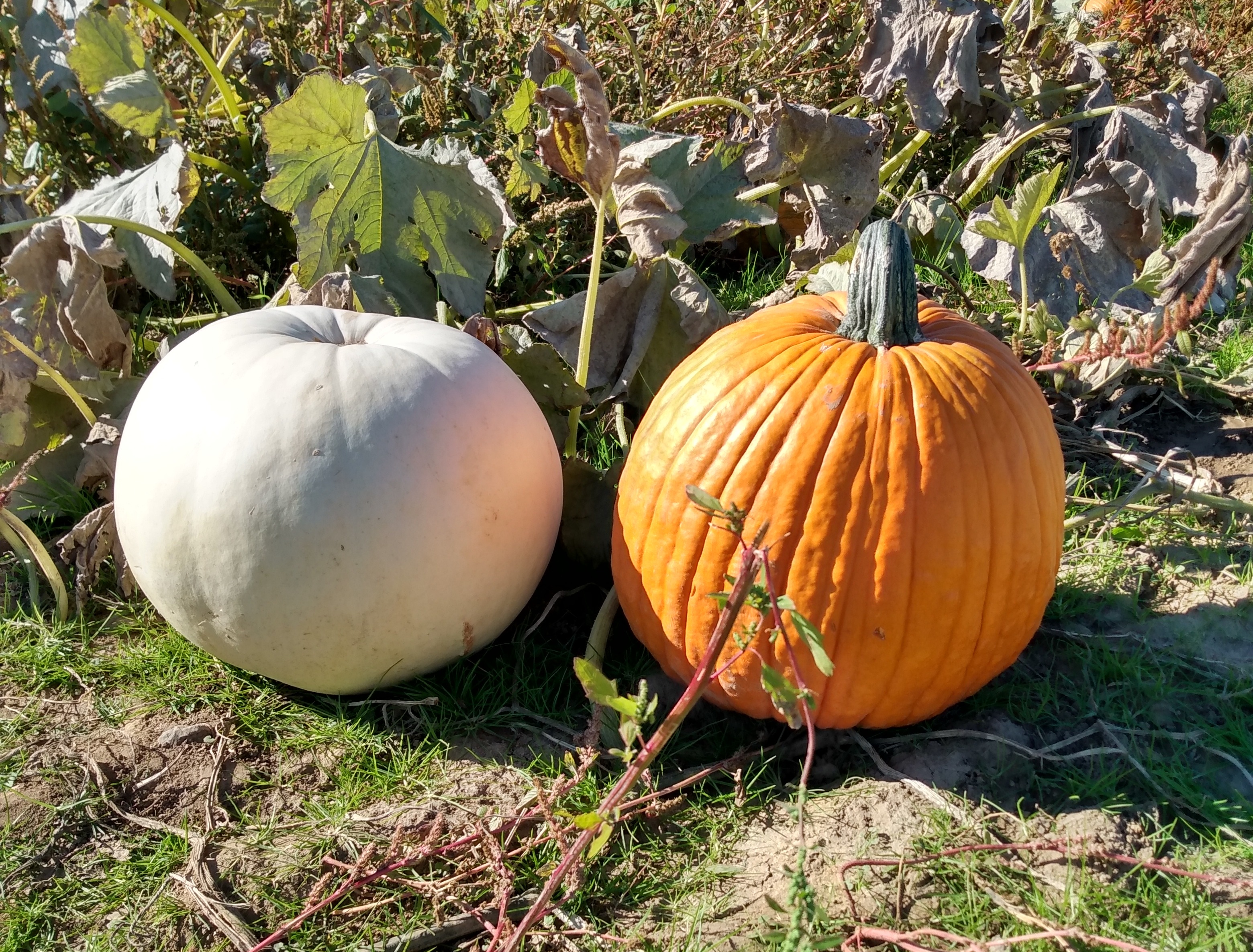 Apple Orchard 2022 (Take 1)