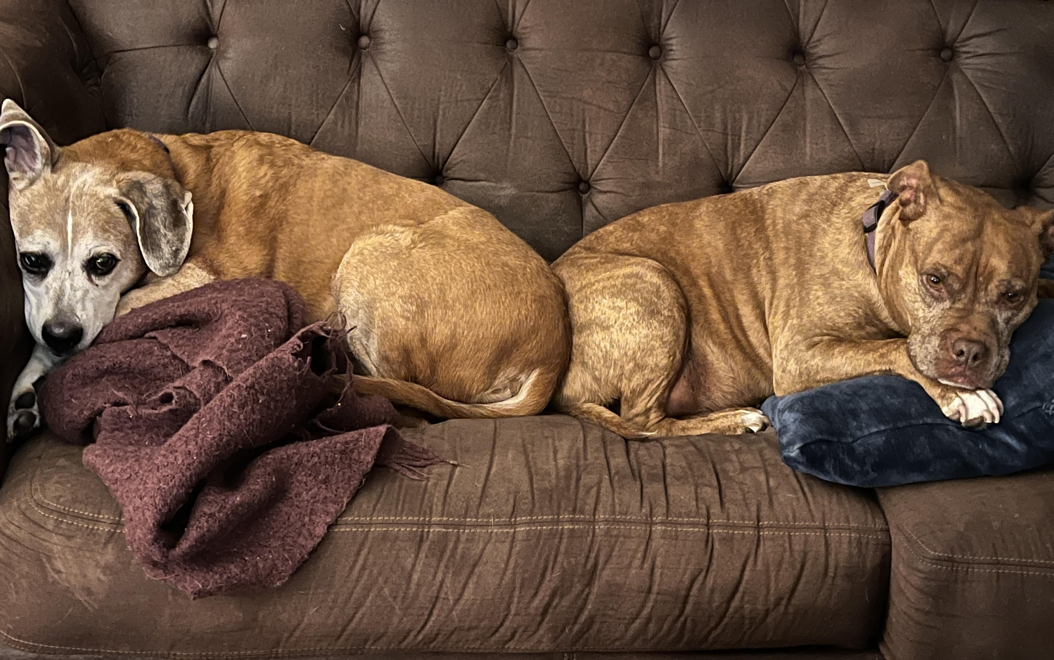 Cozy Fall Cuddles w/ the Pups