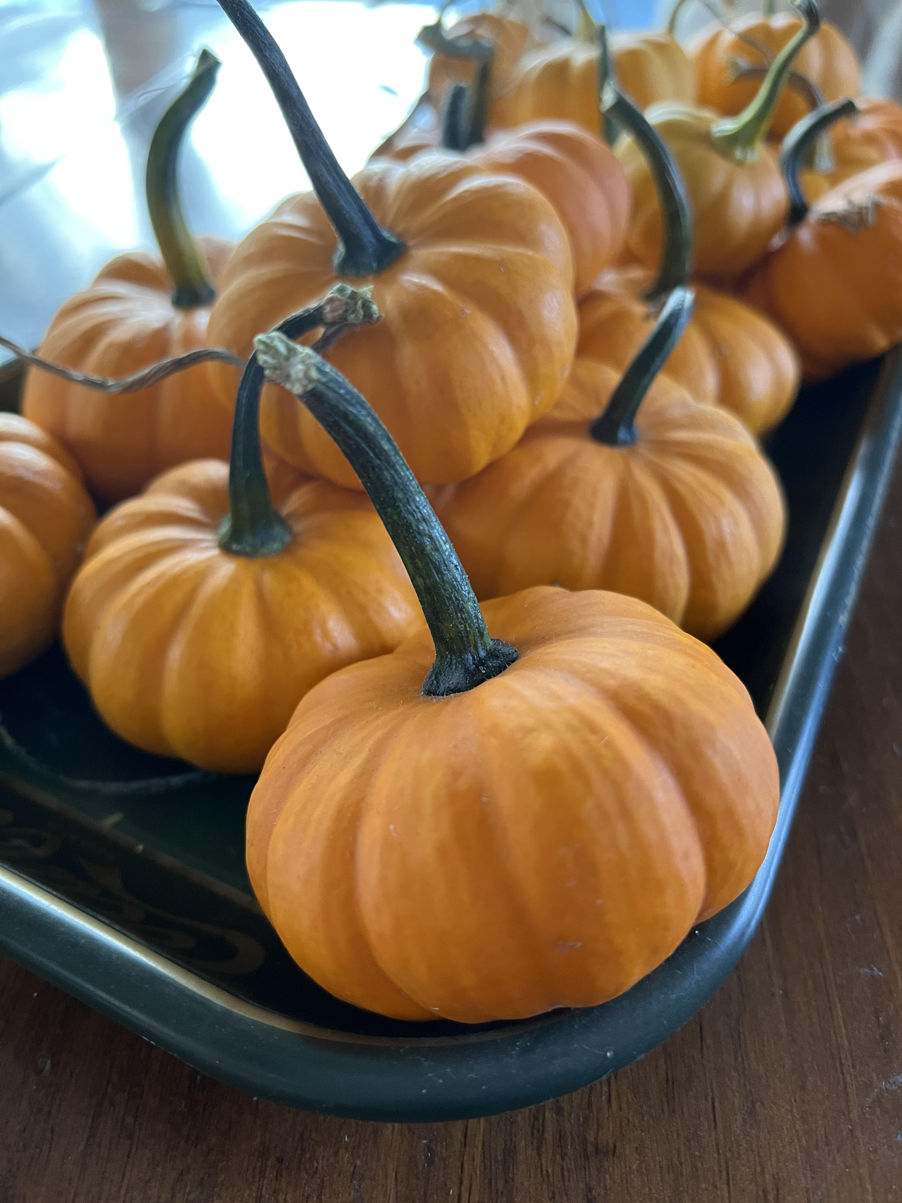 Our Baby Pumpkin Patch