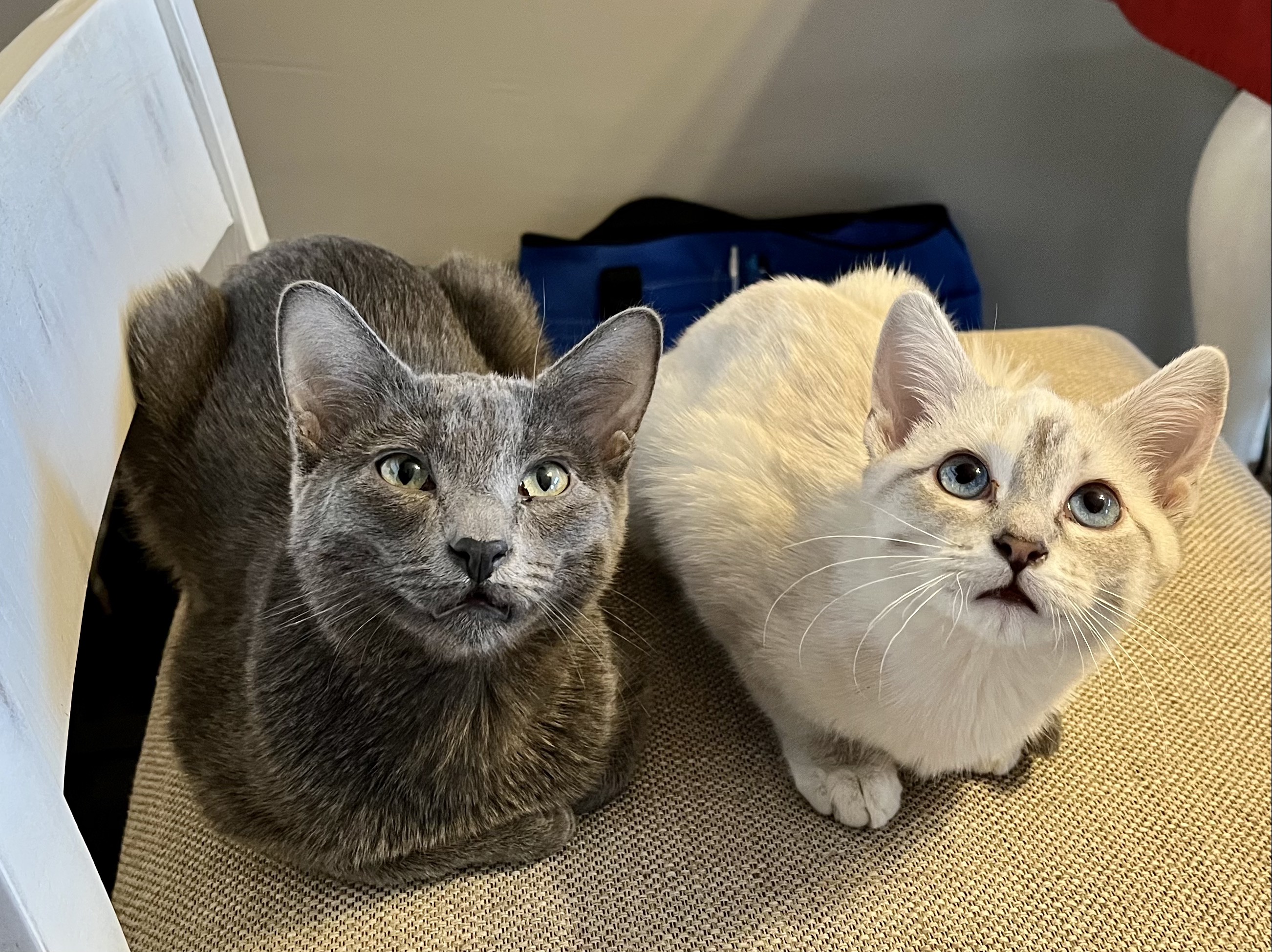 Cats! (The animal, not the musical)