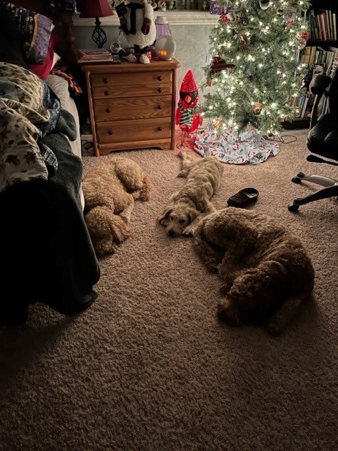 Best Furry Siblings!