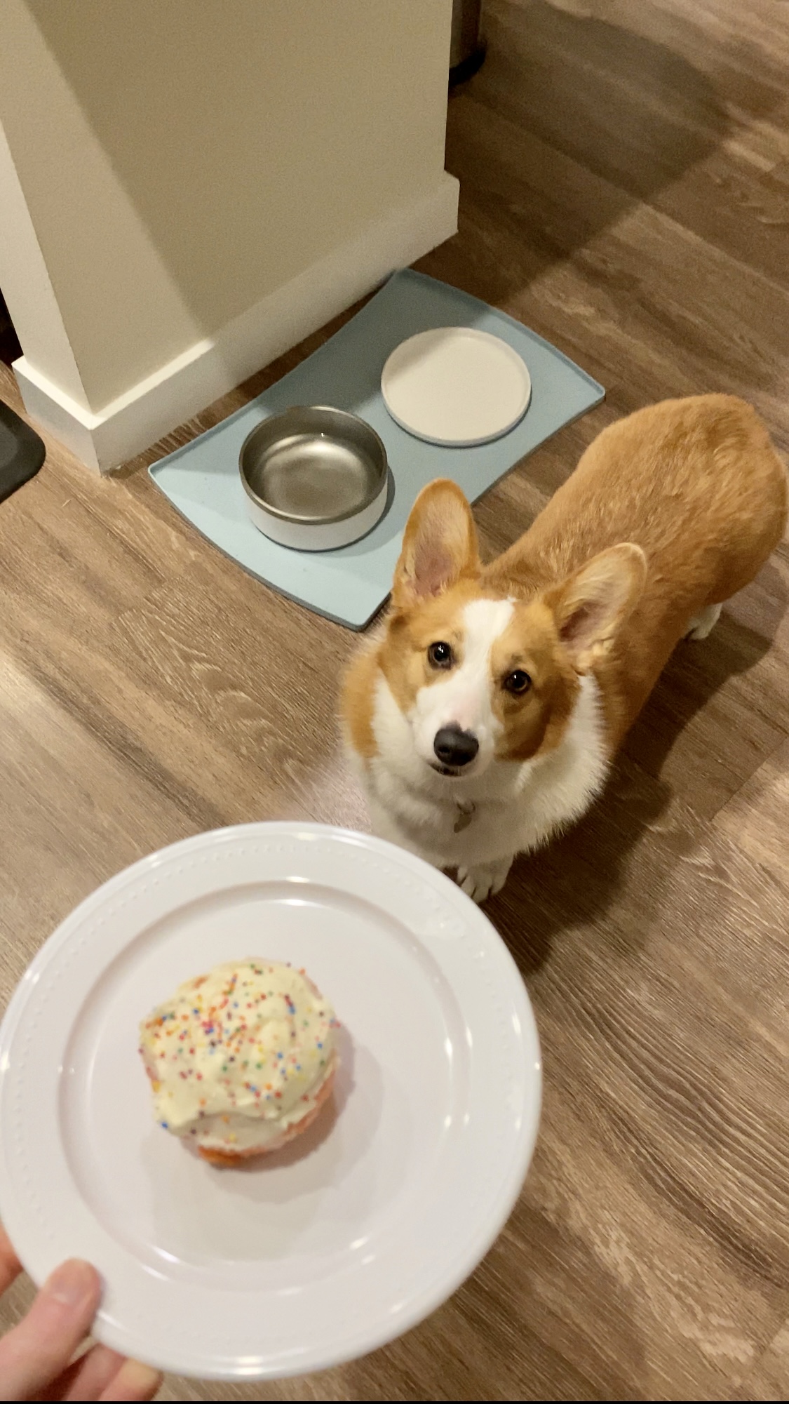 Sophie the BIRTHDAY dog!