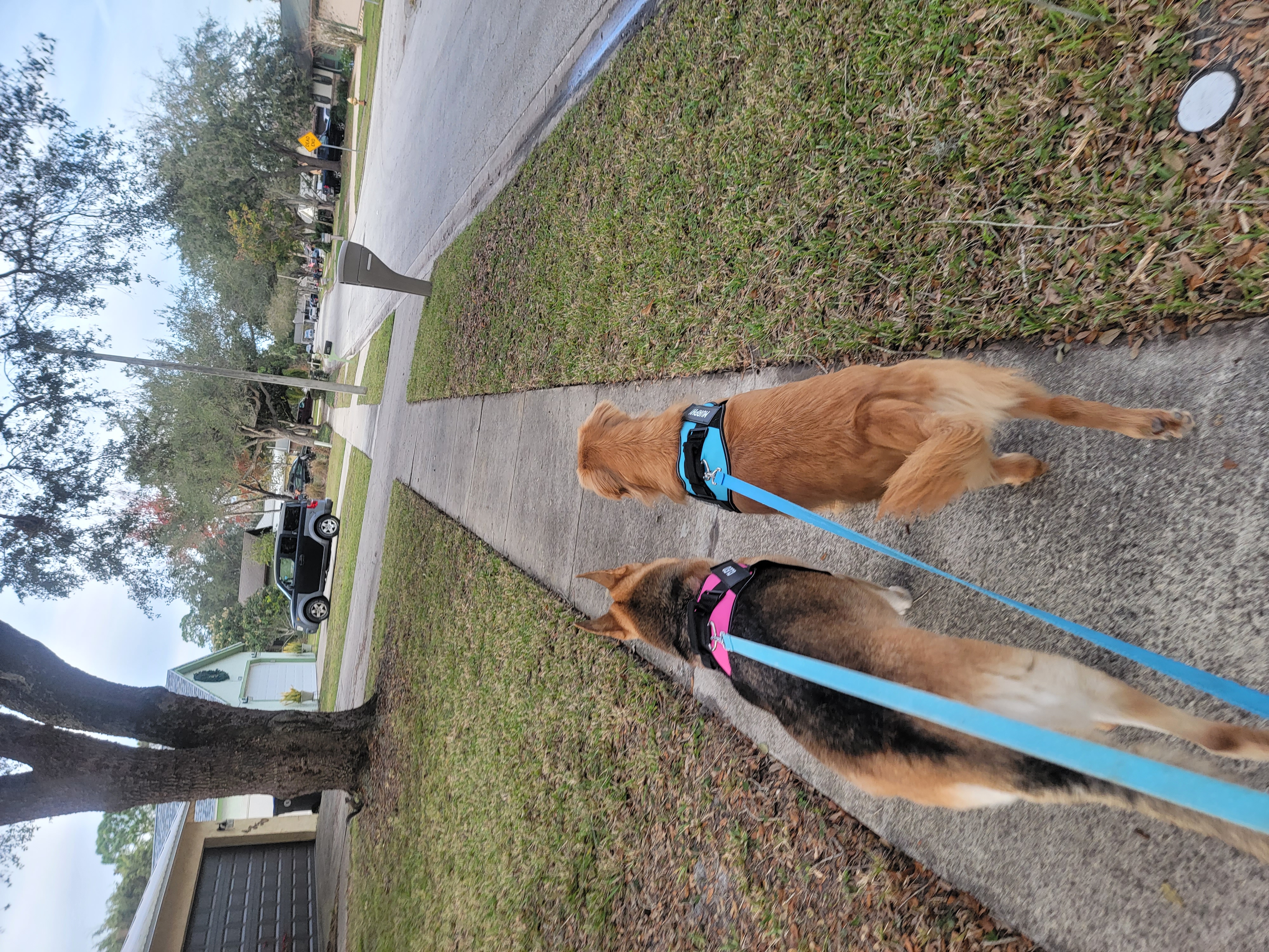 Outdoor Walk With Dogs