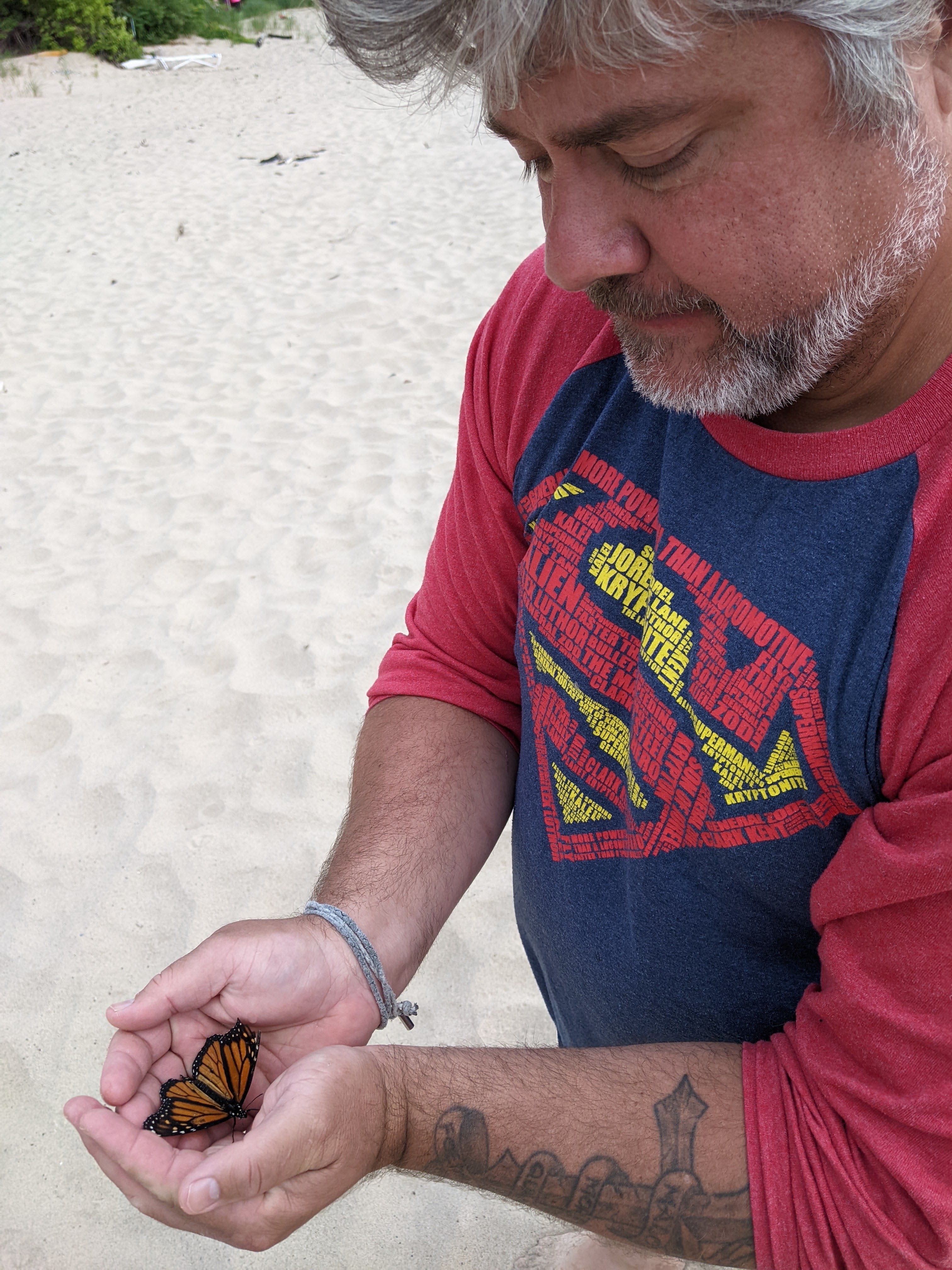 The Superman of butterflies