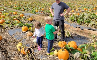 Pumpkin Patch