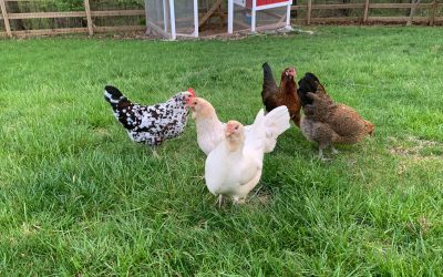 Our New Farm Friends