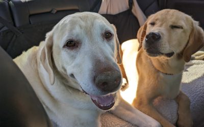 We are a two dog home!