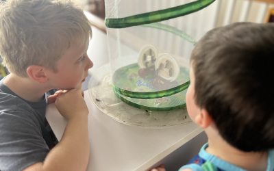 Cup ‘o Caterpillars