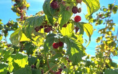 Raspberry picking