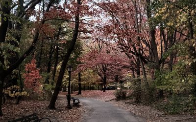 Fall Walk