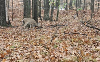 November 2024- Nicole’s first deer