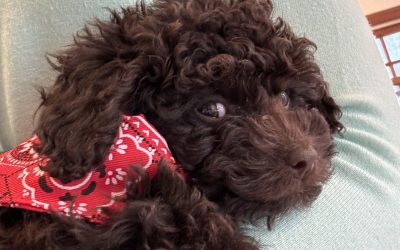 Our new furry friend