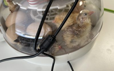 Baby chicks! 5/9