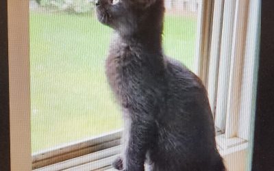 Kitten sitting