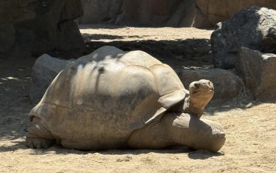 Elephants, Memories & Magic: A Day at the San Diego Zoo
