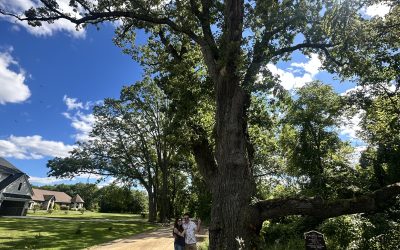 Mini Road Trip: 500-Year-Old Tree