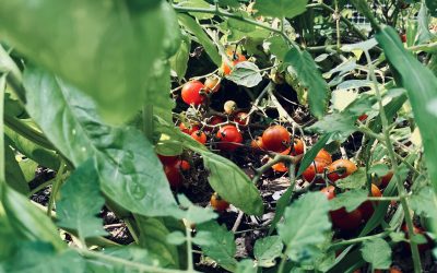 Garden Harvest