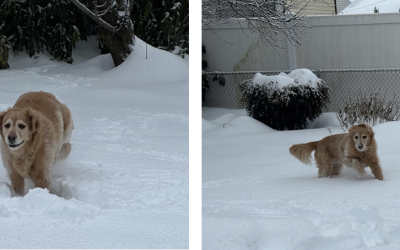 Winter Wonderland for Bailey