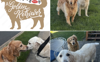 Happy National Golden Retriever Day! 🐾💛