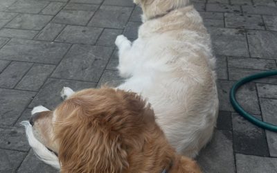 Lunch with the Dogs