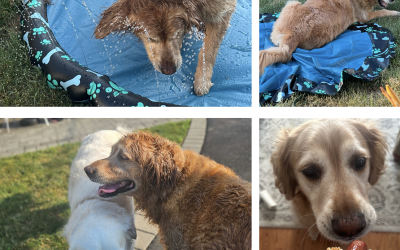 Happy 7th Birthday, Bailey!